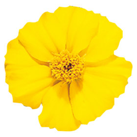 Tagetes patula Disco Yellow