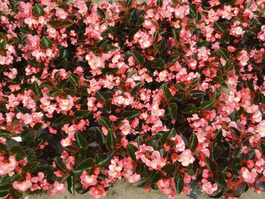 
                        Begonia
             
                        x benariensis F₁
             
                        BIG®
             
                        Pink Bronze Leaf
            