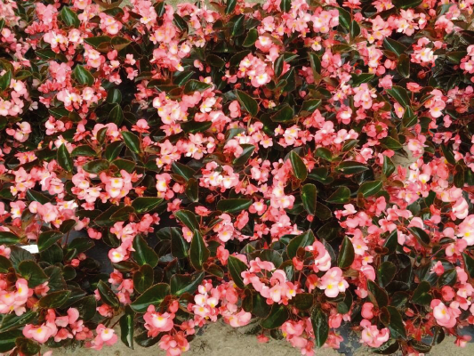 
                        Begonia
             
                        x benariensis F₁
             
                        BIG
             
                        Pink Bronze Leaf
            