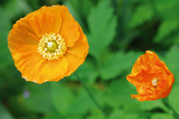 Papaver nudicaule Garden Gnome | Benary