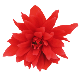   Funky® Scarlet