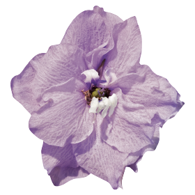   Benary's Pacific Guinevere