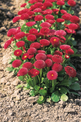 
                        Bellis
             
                        perennis
             
                        Tasso®
             
                        Red
            