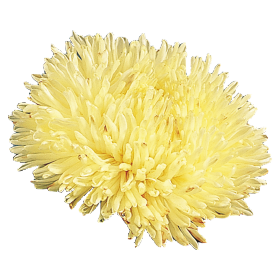   Gala Yellow