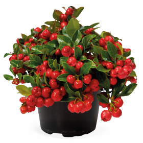Gaultheria procumbens Merry Berry 