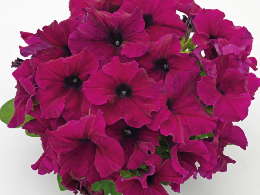 
                        Petunia
             
                        x hybrida F₁
             
                        SUCCESS! HD
             
                        Burgundy
            