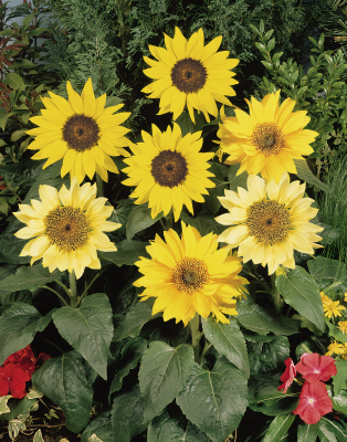 
                        Helianthus
             
                        annuus
             
                        Pacino®
             
                        Mix (incl. Lemon)
            