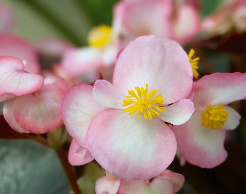 
                        Begonia
             
                        semperflorens F₁
             
                        Nightlife
             
                        Blush
            