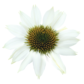   PollyNation™ White