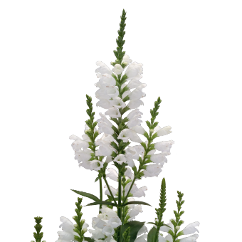 
                        Physostegia
             
                        virginiana
             
                        Crystal Peak
            