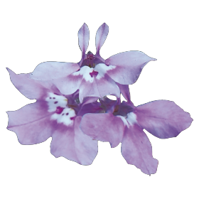   Palace Lilac