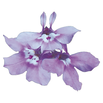 
                        Lobelia
             
                        erinus
             
                        Palace
             
                        Lilac
            