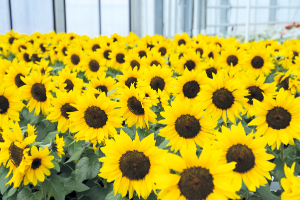 
                        Helianthus
             
                        annuus F₁
             
                        Bert®
            