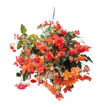 
                        Begonia
             
                        tuberhybrida F₁
             
                        Illumination®
             
                        Golden Picotee
            