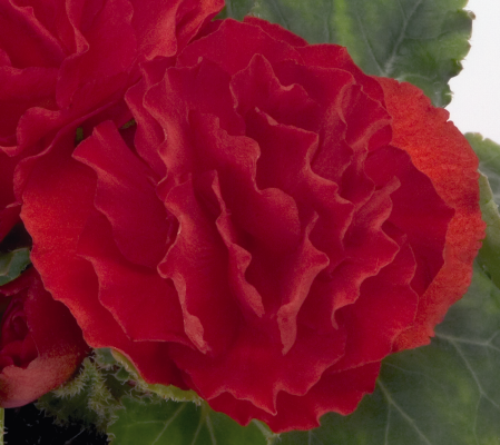 Begonia
tuberhybrida F₁
Primary
Scarlet