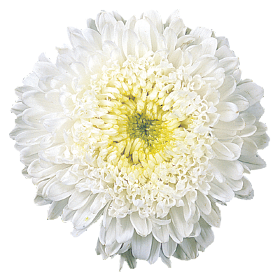 
                        Callistephus
             
                        chinensis
             
                        Matador®
             
                        White
            