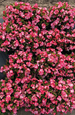 Begonia semperflorens F₁ Super Cool Blush | Benary