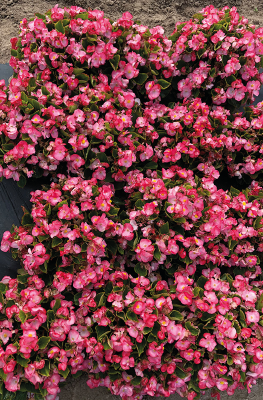 
                        Begonia
             
                        semperflorens F₁
             
                        Super Cool
             
                        Blush
            