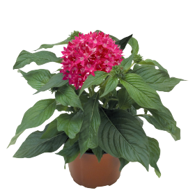 Kaleidoscope Deep Rose