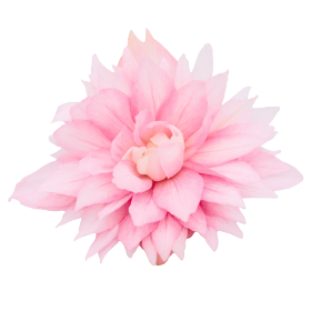 Funky® Light Pink