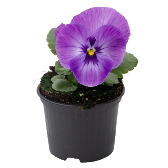
                        Viola
             
                        wittrockiana F₁
             
                        Inspire® Plus
             
                        Marina Lavender
            