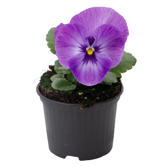 Viola wittrockiana F₁ Inspire® Plus Marina Lavender | Benary