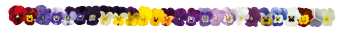Viola
cornuta F₁
Admire®
Maxi Mix