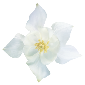 Spring Magic® White
