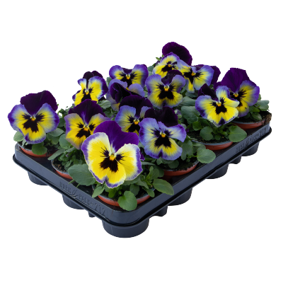 Viola wittrockiana F₁ Inspire® Plus Blueberry Lemon | Benary