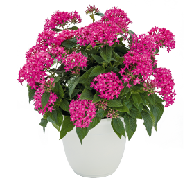 Graffiti® True Pink