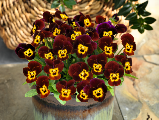 Viola
cornuta F₁
Admire®
Ruby Gold