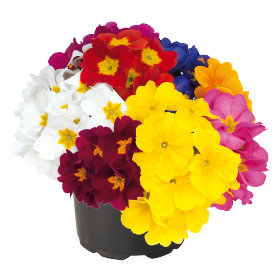 Primula elatior F₁ Crescendo® 