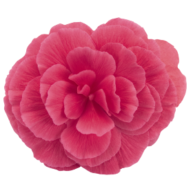 Nonstop® Mocca Pink Shades