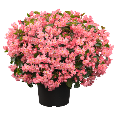 Begonia
x benariensis F₁
BIG DeluXXe
Pink Green Leaf