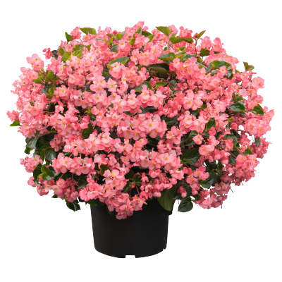 
                        Begonia
             
                        x benariensis F₁
             
                        BIG® DeluXXe
             
                        Pink Green Leaf
            