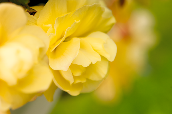 Begonia
tuberhybrida F₁
Illumination®
Lemon