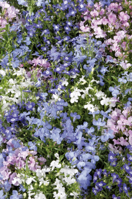 Lobelia
             
                        erinus
             
                        Palace
             
                        Mix