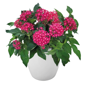   Graffiti® Rose