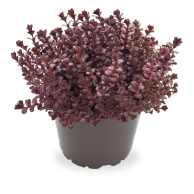 Sedum spurium Voodoo 