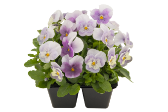 Viola
             
                        cornuta F₁
             
                        Admire®
             
                        Pink Surprise