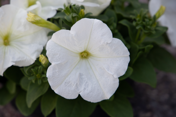 
                        Petunia
             
                        x hybrida F₁
             
                        BOOM! HD™
             
                        White
            