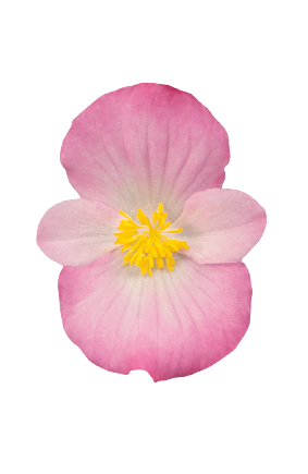 
                        Begonia
             
                        semperflorens F₁
             
                        Sprint Plus
             
                        Pink
            