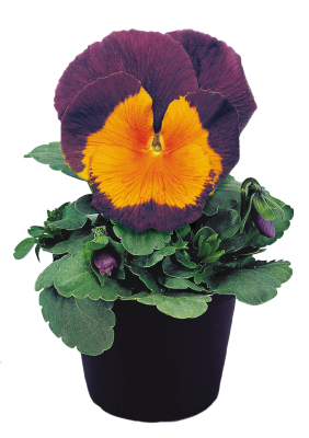 
                        Viola
             
                        wittrockiana F₂
             
                        Joker®
             
                        Jolly® Joker
            