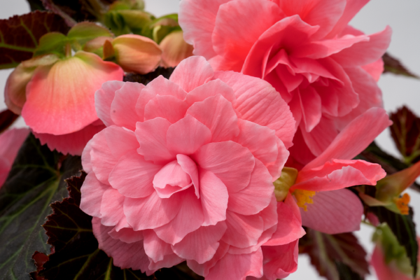 Begonia tuberhybrida F₁ Nonstop Joy® Mocca Rose | Benary