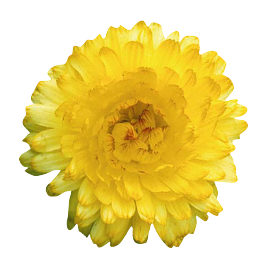 Bon Bon Light Yellow