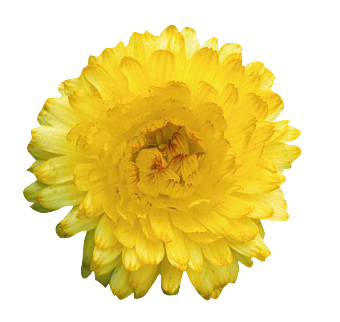 
                        Calendula
             
                        officinalis
             
                        Bon Bon
             
                        Light Yellow
            