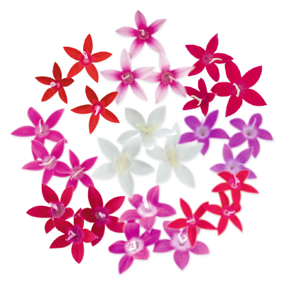 Pentas
lanceolata F₁
Graffiti® 20/20
Mix