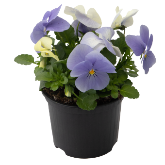 
                        Viola
             
                        cornuta F₁
             
                        Admire®
             
                        Blue Heaven
            