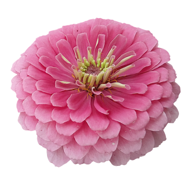 
                        Zinnia
             
                        elegans
             
                        Benary's Giant
             
                        Bright Pink
            