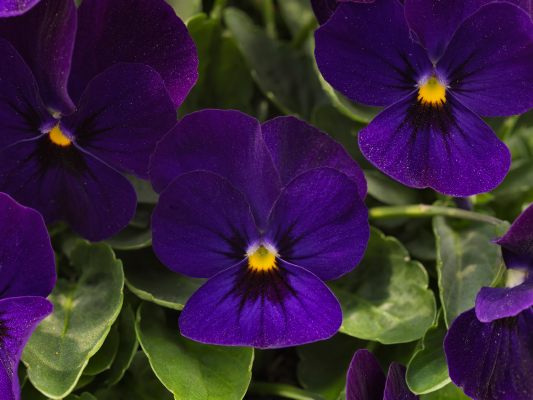 Viola cornuta F₁ Admire® Deep Blue | Benary